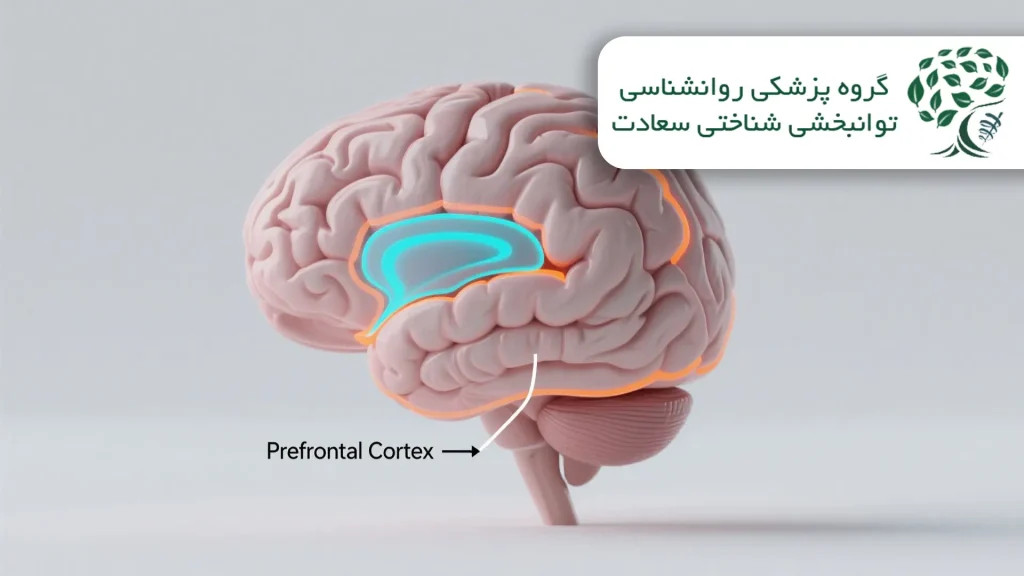 ارتباط اهمال‌کاری با قشر جلویی مغز